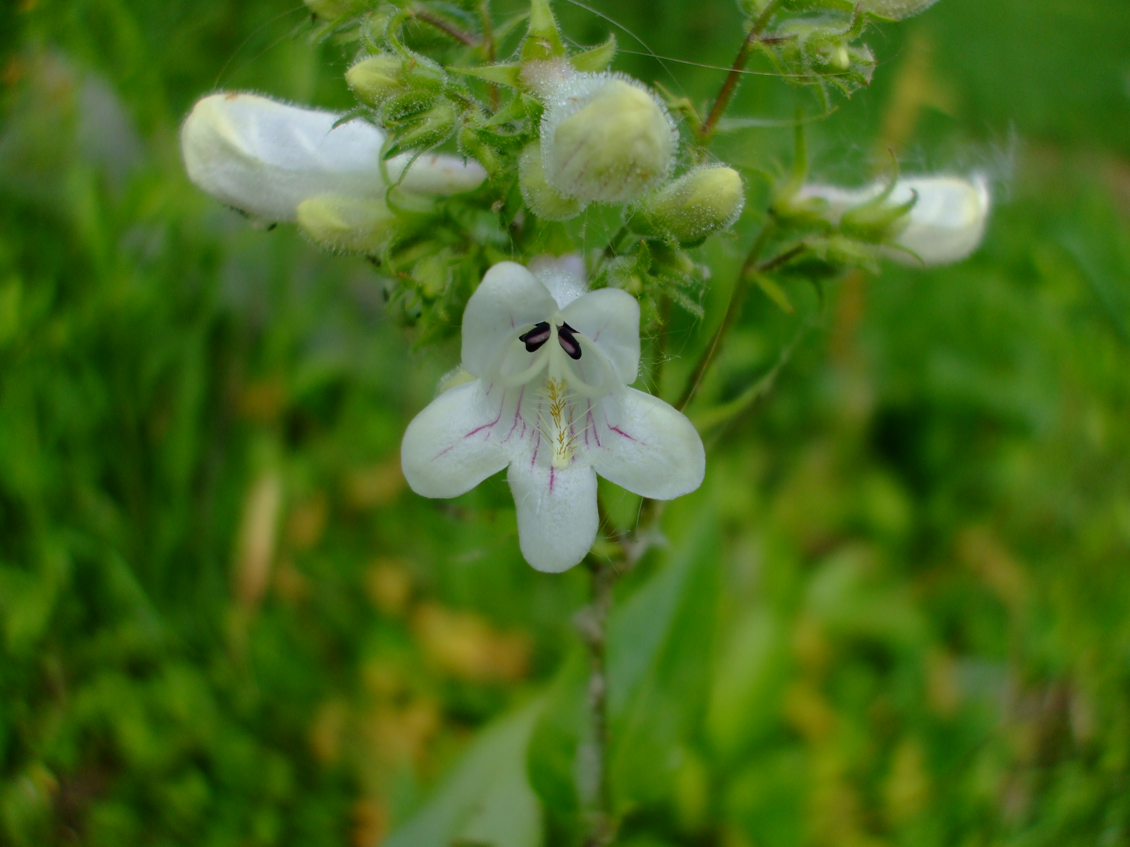 Penstemon digitalis